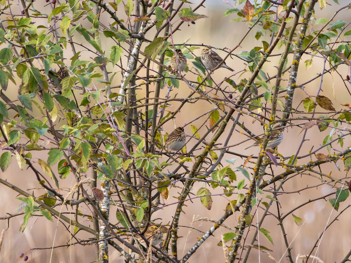 Savannah Sparrow - ML643215736