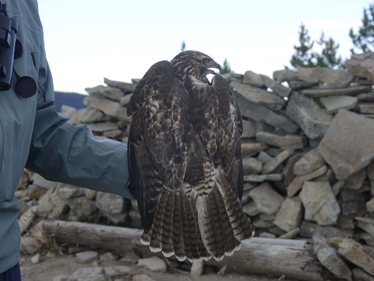 Red-tailed Hawk - ML643215737
