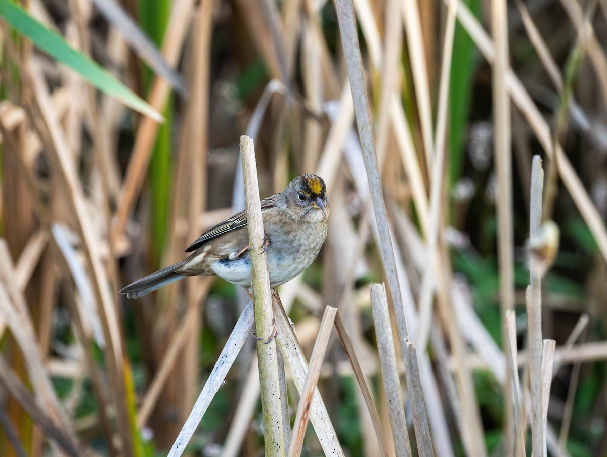 Golden-crowned Sparrow - ML643215739