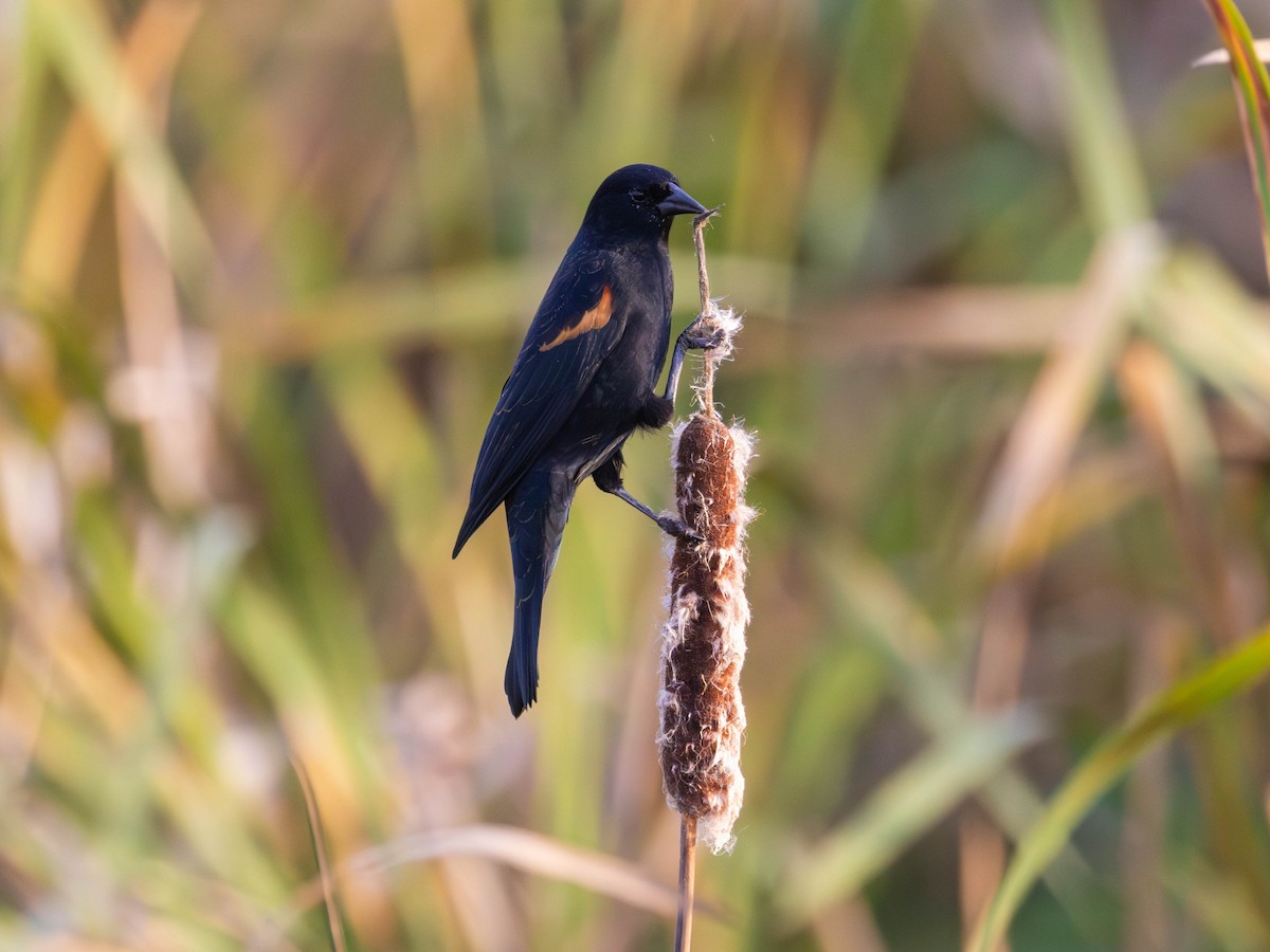 Red-winged Blackbird - ML643215740