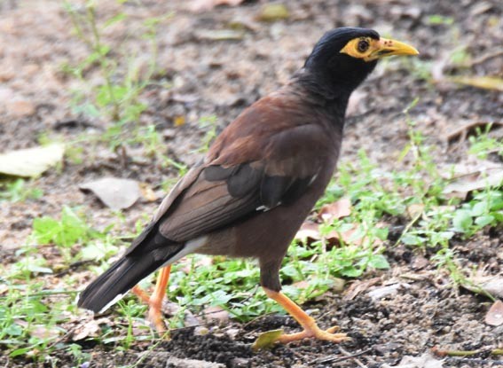 Common Myna - ML643215741