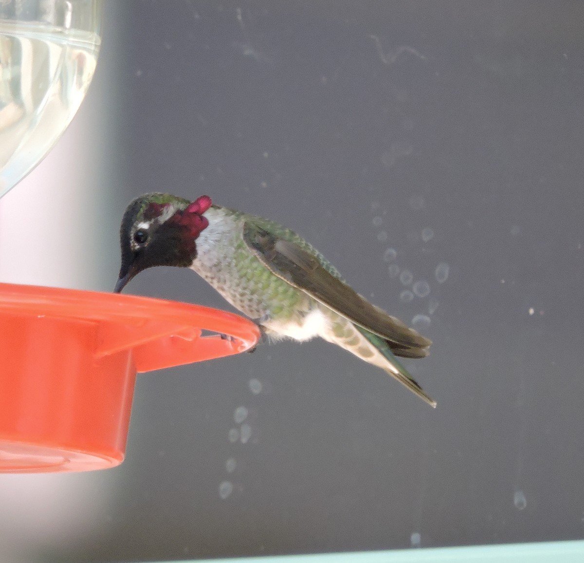 Anna's Hummingbird - ML643215742