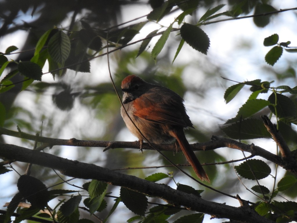 Sooty-fronted Spinetail - ML643215743