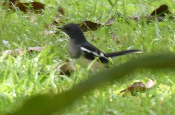 Oriental Magpie-Robin - ML643215744