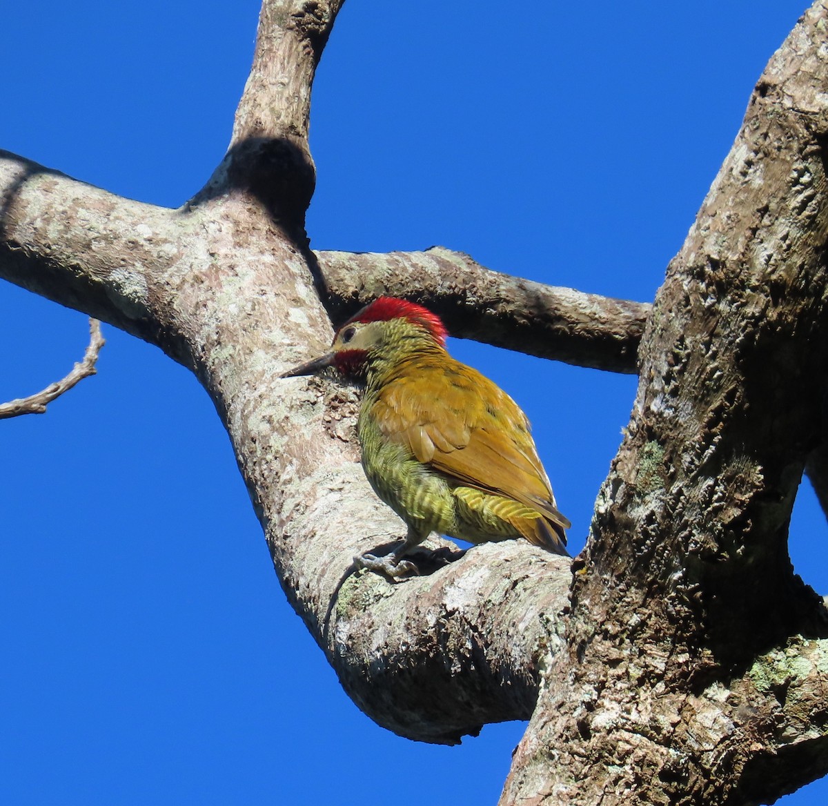 Golden-olive Woodpecker - ML643215745