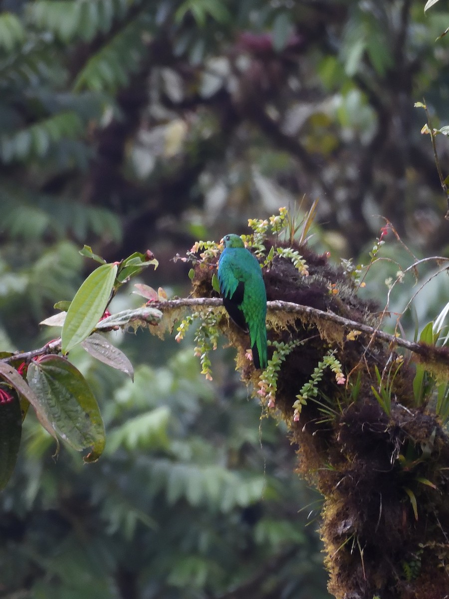 Golden-headed Quetzal - ML643215746