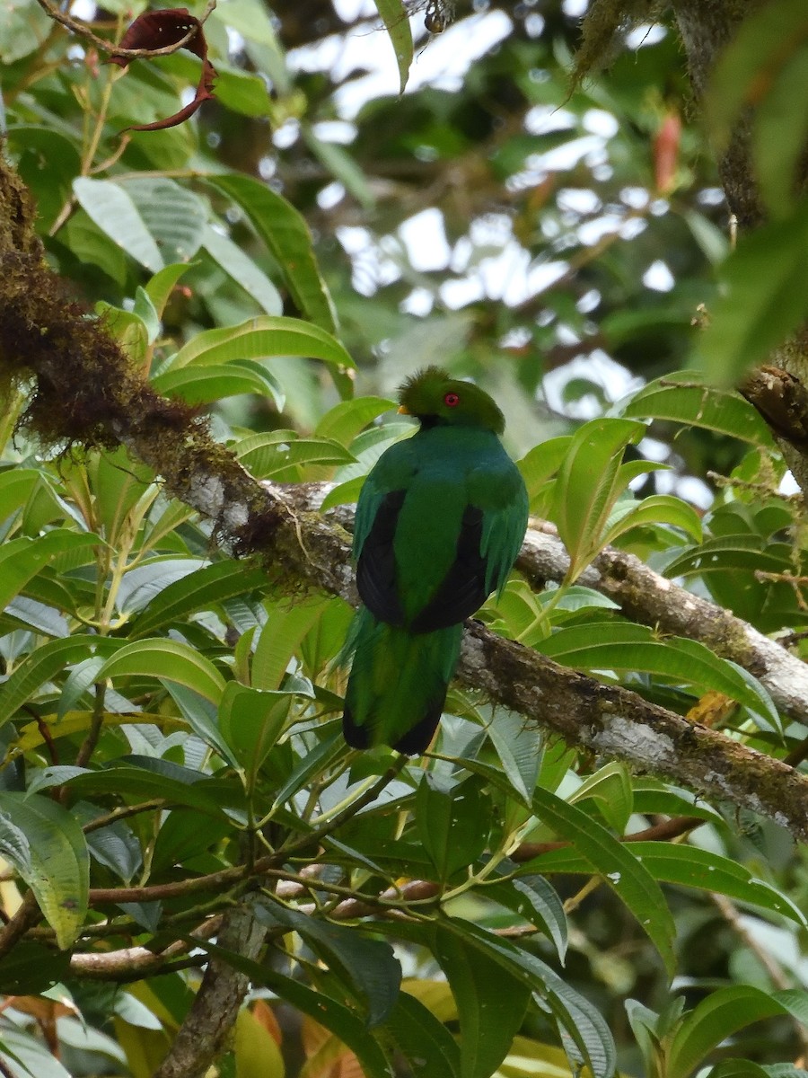 Crested Quetzal - ML643215751