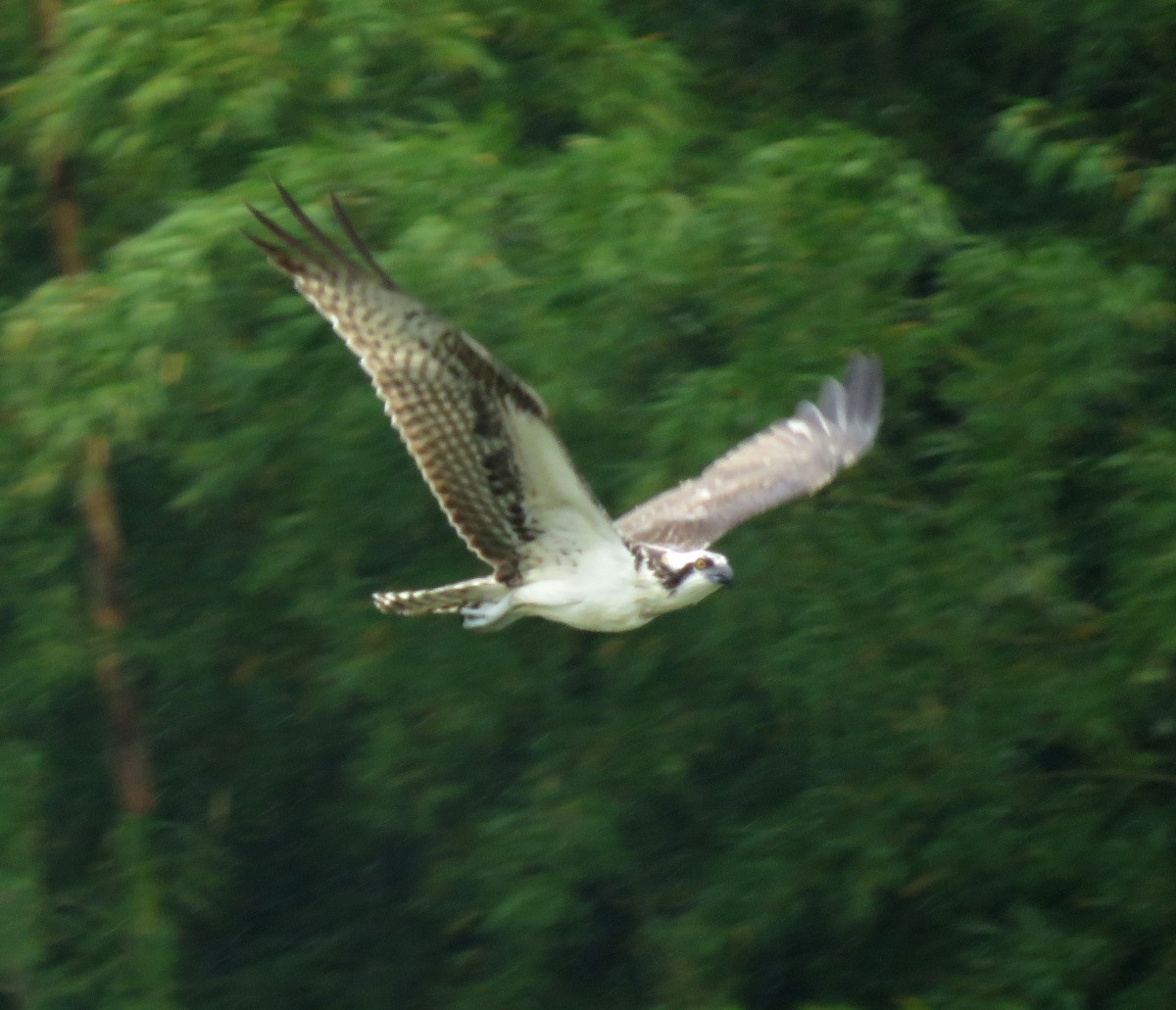 Osprey - ML643215752