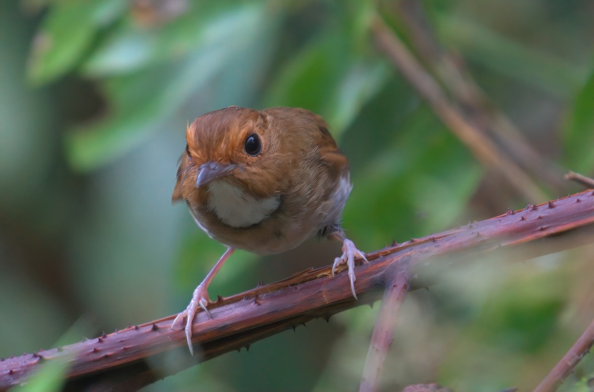 Rufous-browed Flycatcher - ML643215753