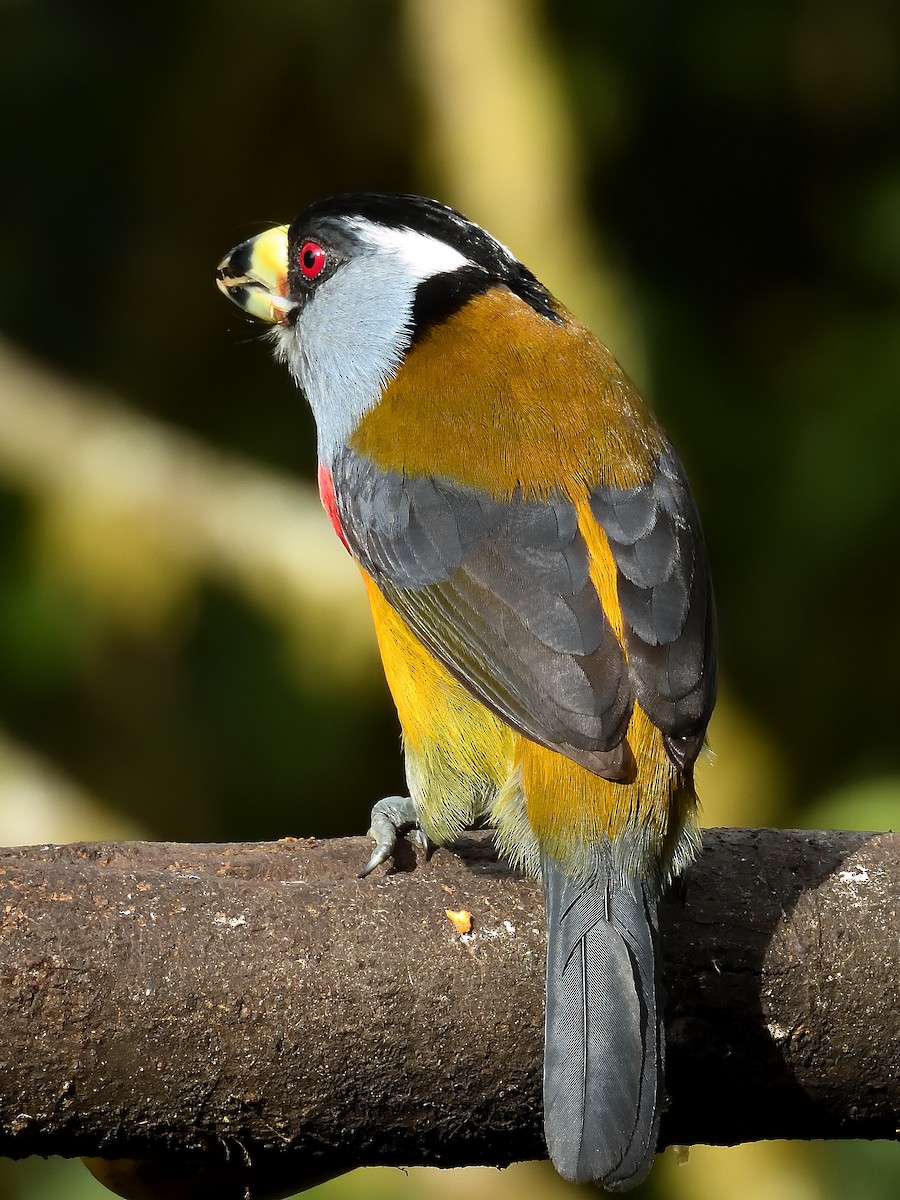Toucan Barbet - ML643215754