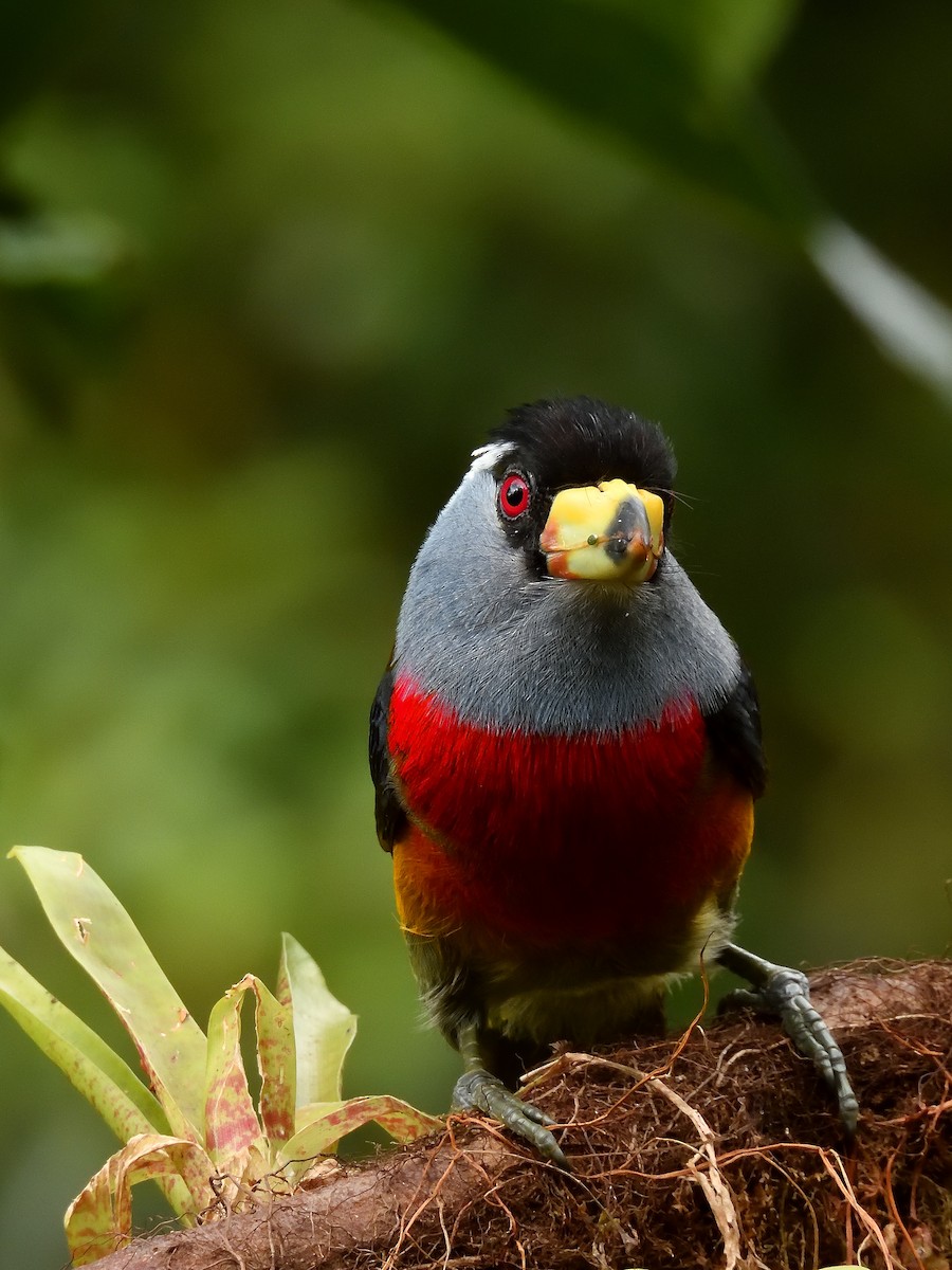 Toucan Barbet - ML643215755