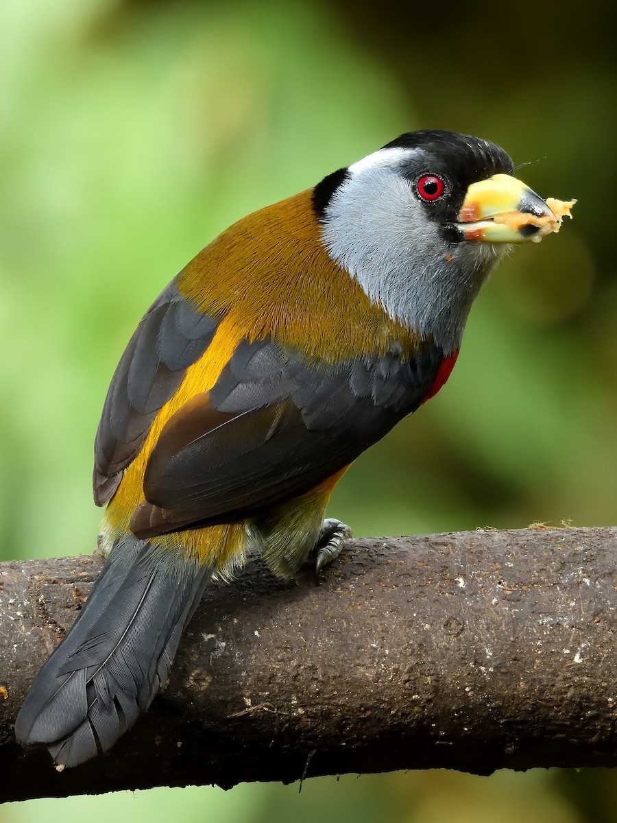 Toucan Barbet - ML643215756