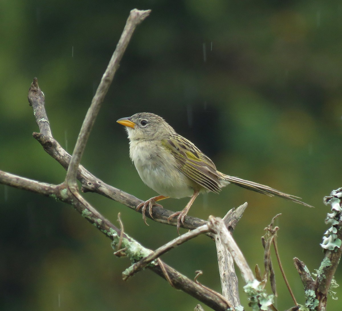 Wedge-tailed Grass-Finch - ML643215758