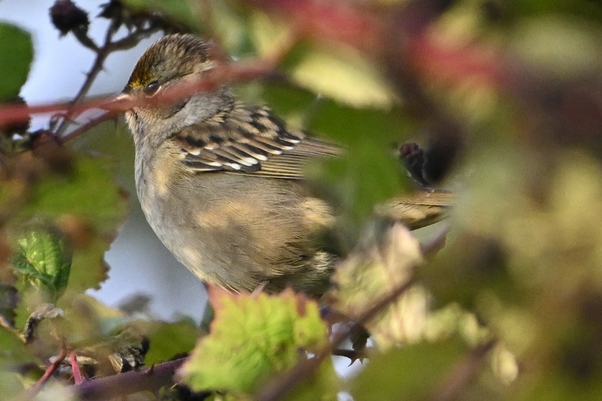 Golden-crowned Sparrow - ML643215759