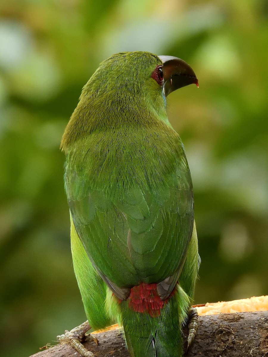 Crimson-rumped Toucanet - ML643215760