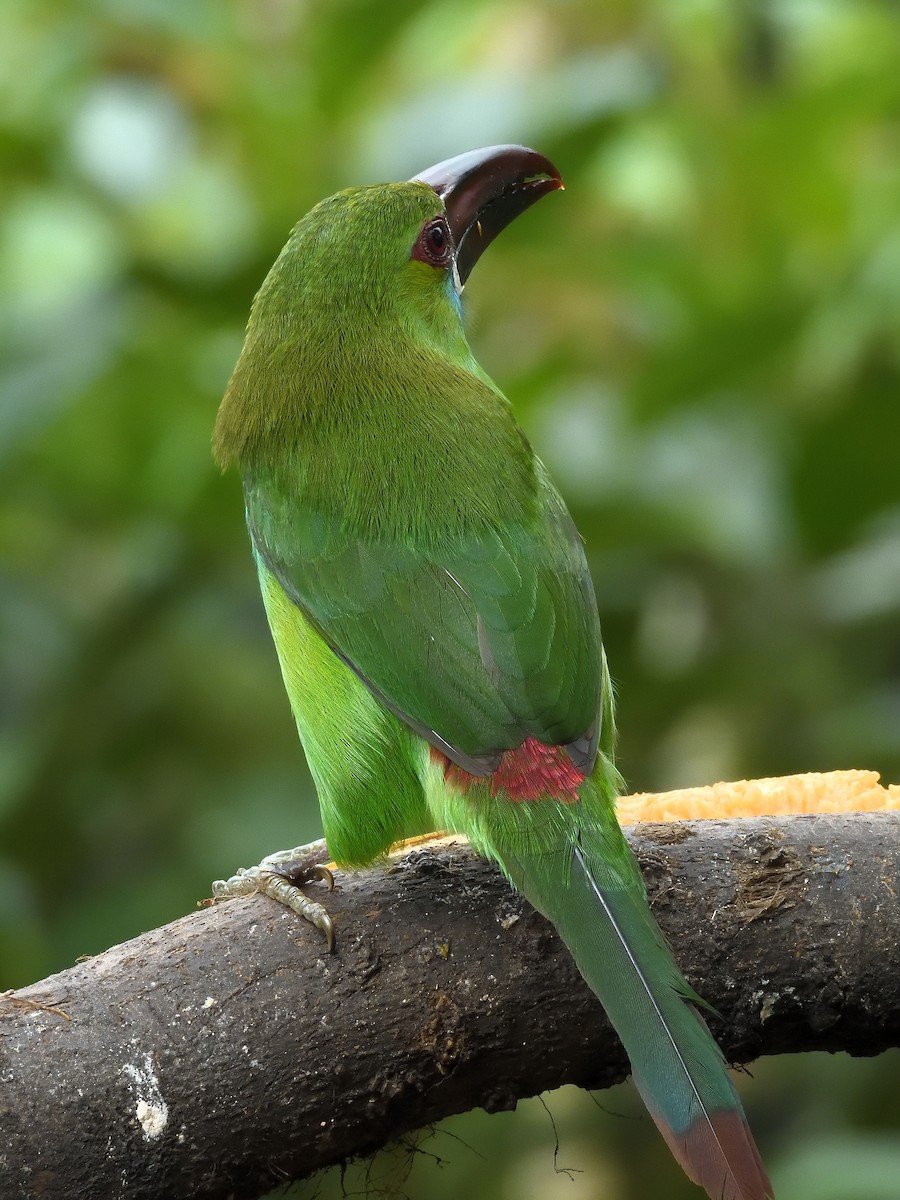 Crimson-rumped Toucanet - ML643215761