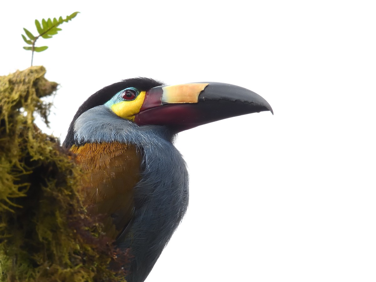 Plate-billed Mountain-Toucan - ML643215763