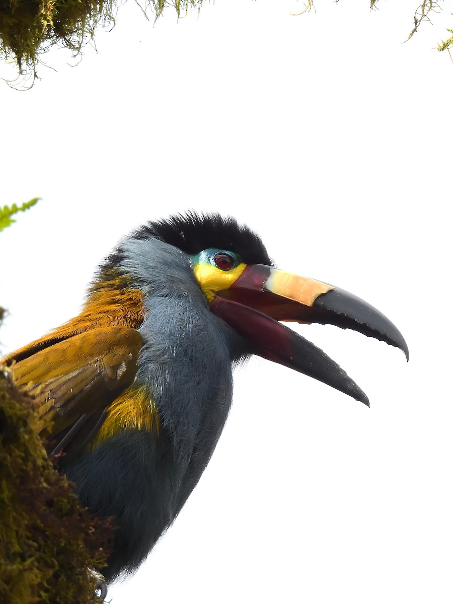 Plate-billed Mountain-Toucan - ML643215764