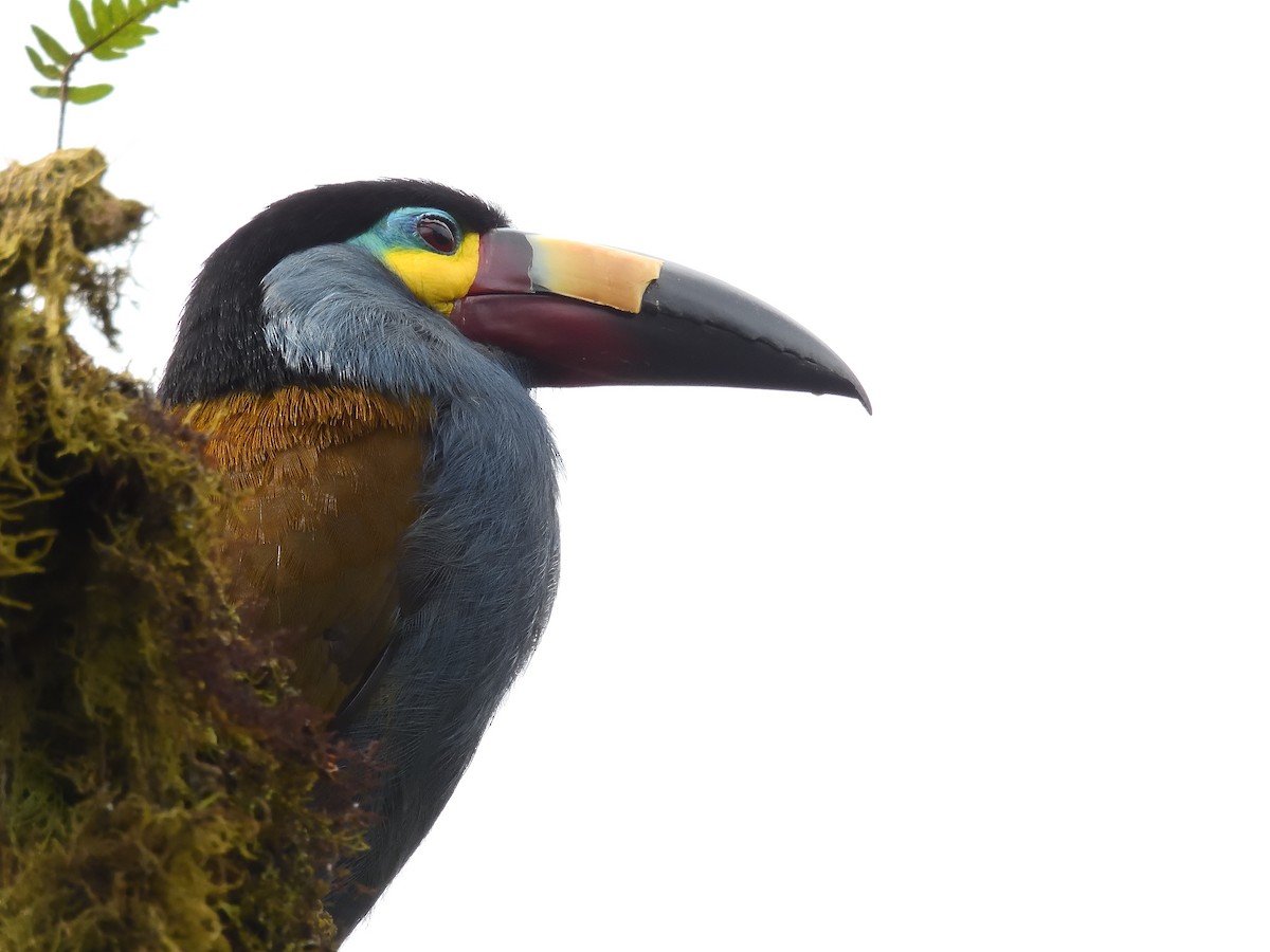 Plate-billed Mountain-Toucan - ML643215765