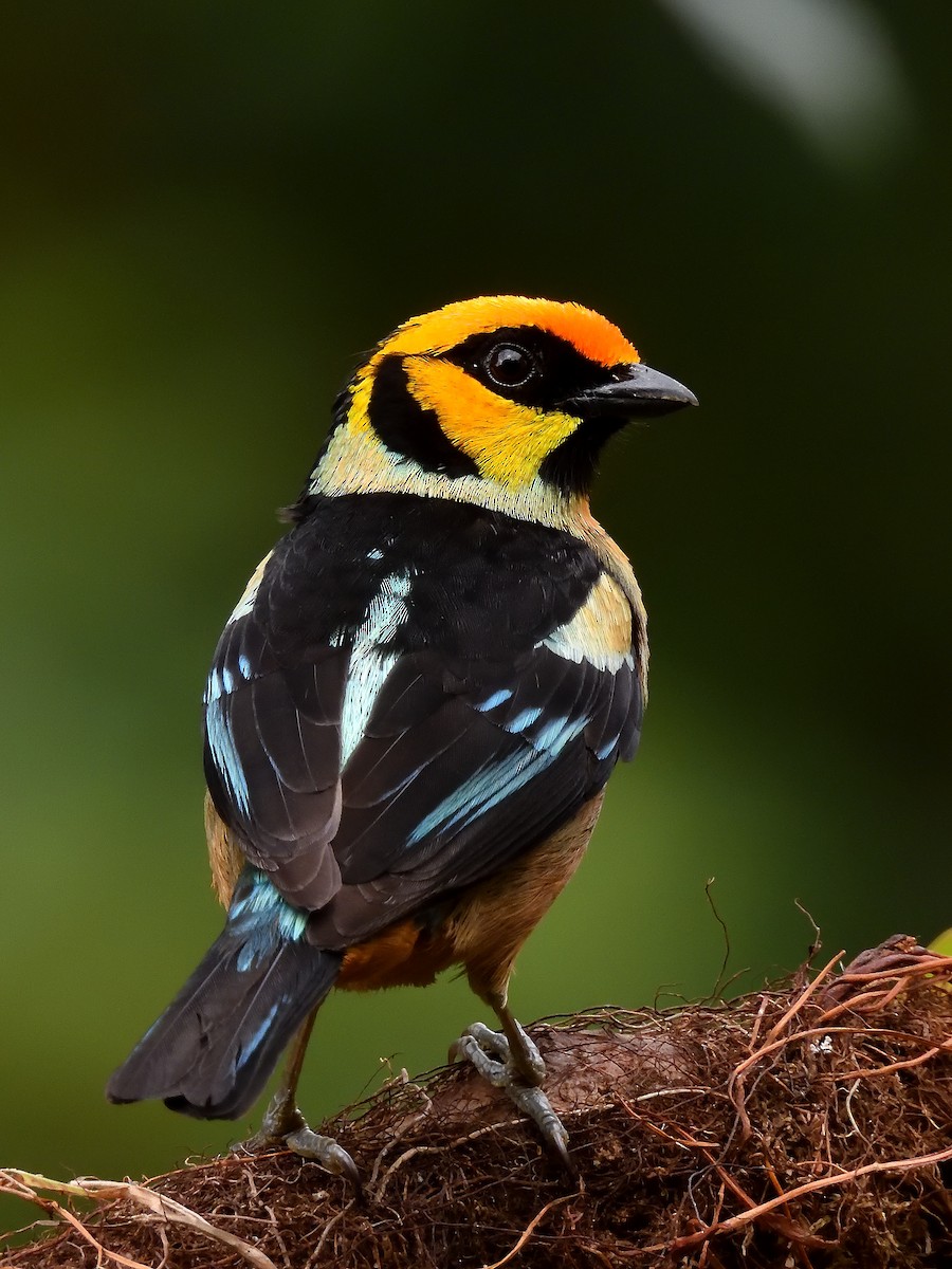 Flame-faced Tanager - ML643215769