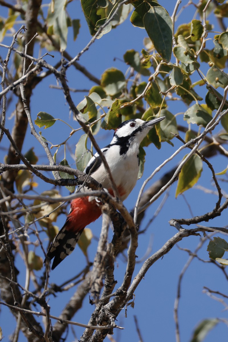 White-winged Woodpecker - ML643215772