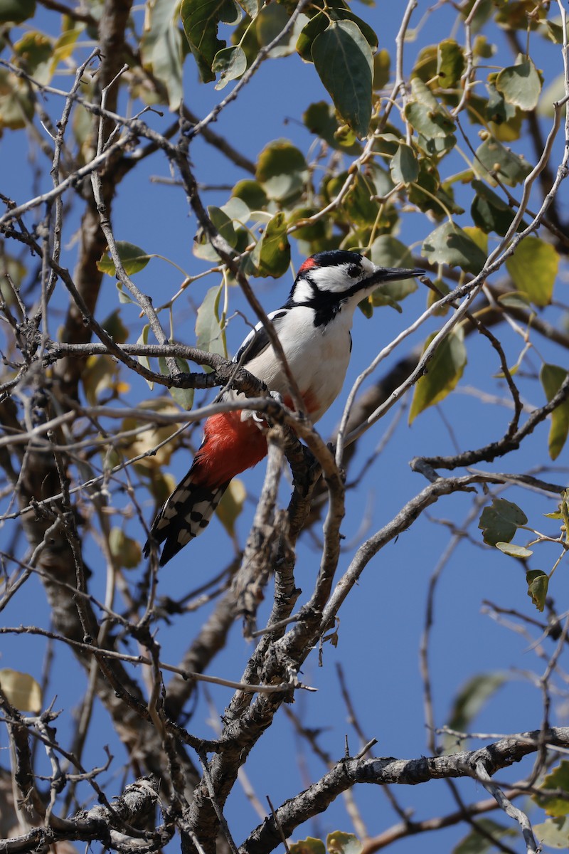 White-winged Woodpecker - ML643215773