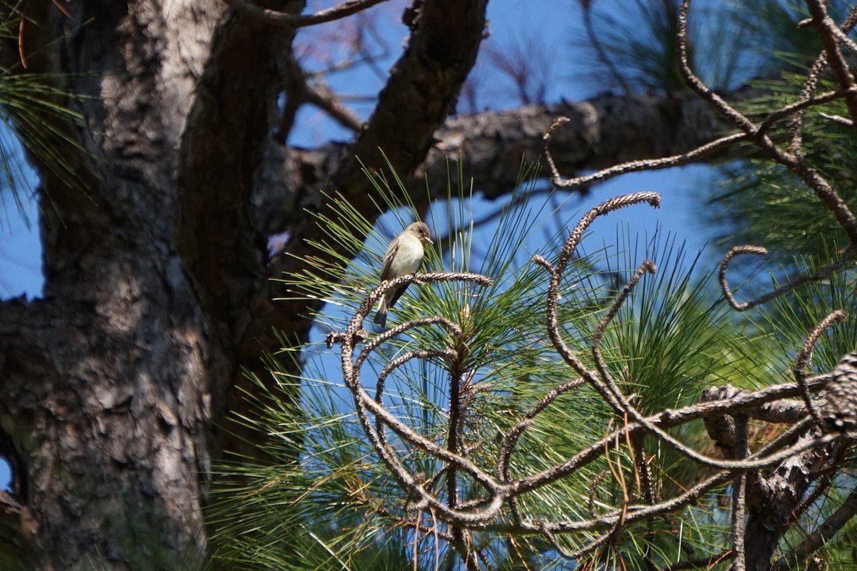 Eastern Wood-Pewee - ML643215778