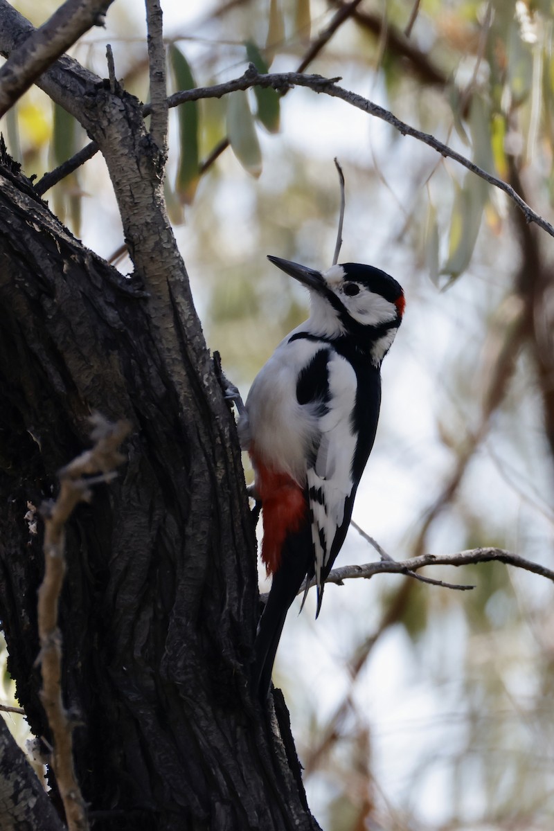 White-winged Woodpecker - ML643215779