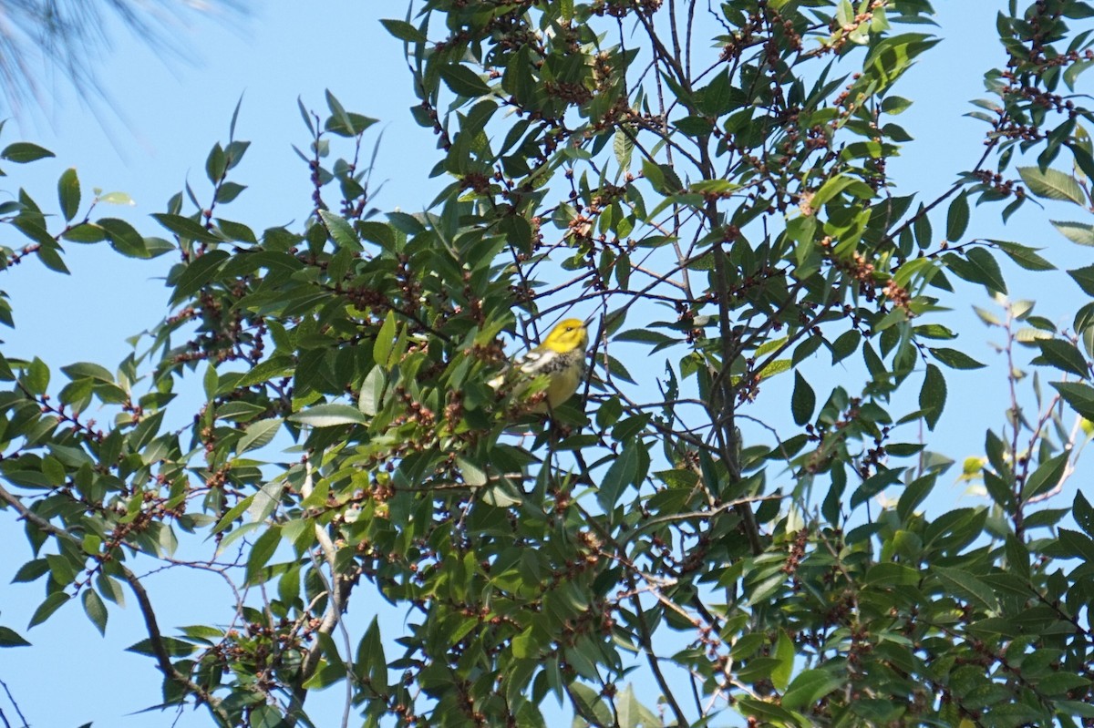 Black-throated Green Warbler - ML643215810