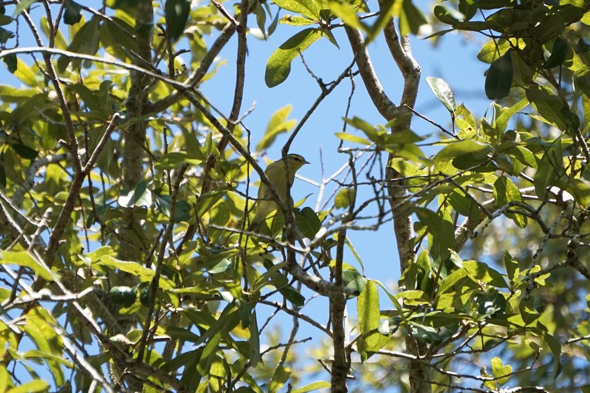 Tennessee Warbler - ML643215812