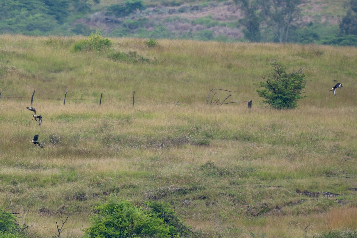 Crested Caracara (Northern) - ML643215819