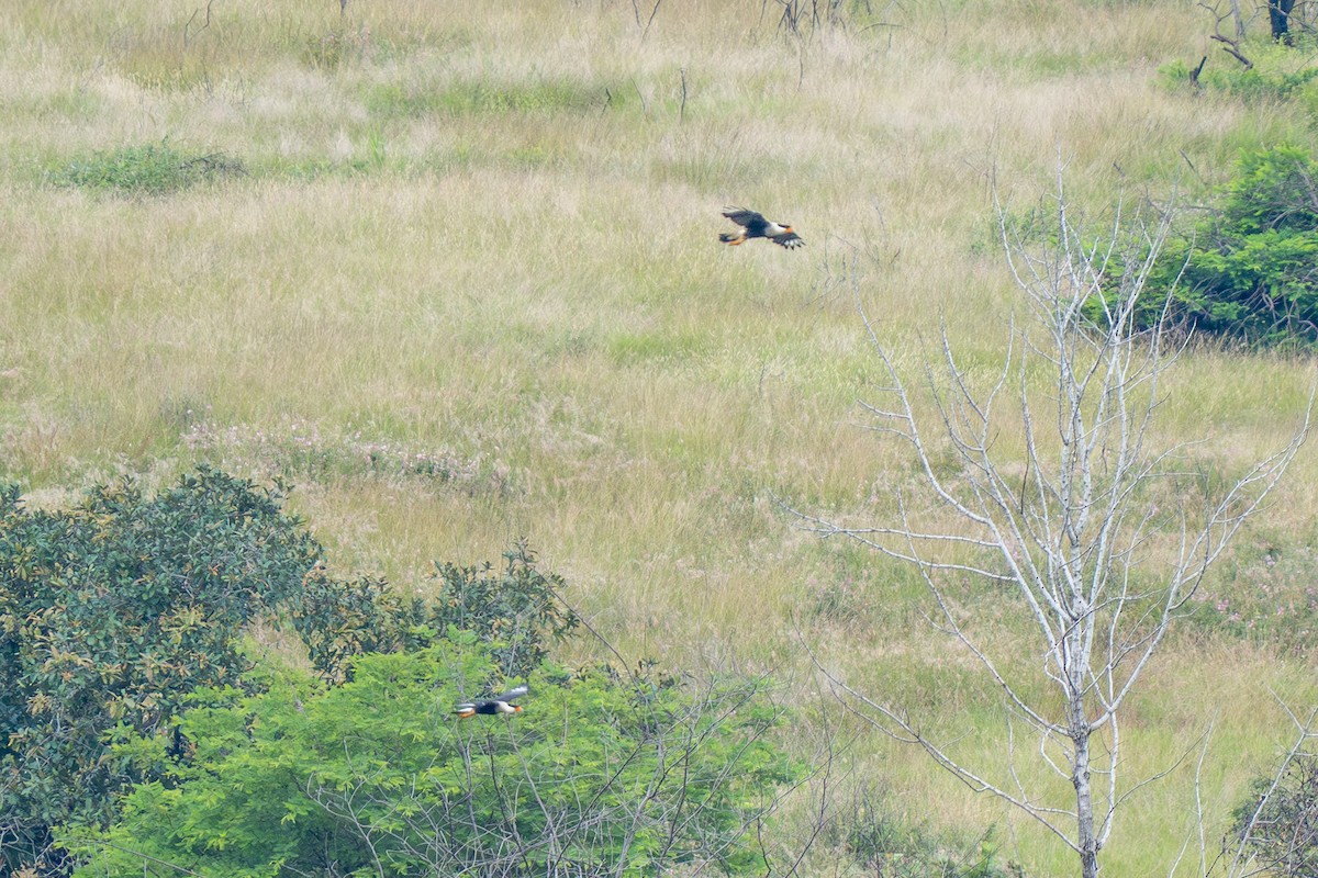 Crested Caracara (Northern) - ML643215820