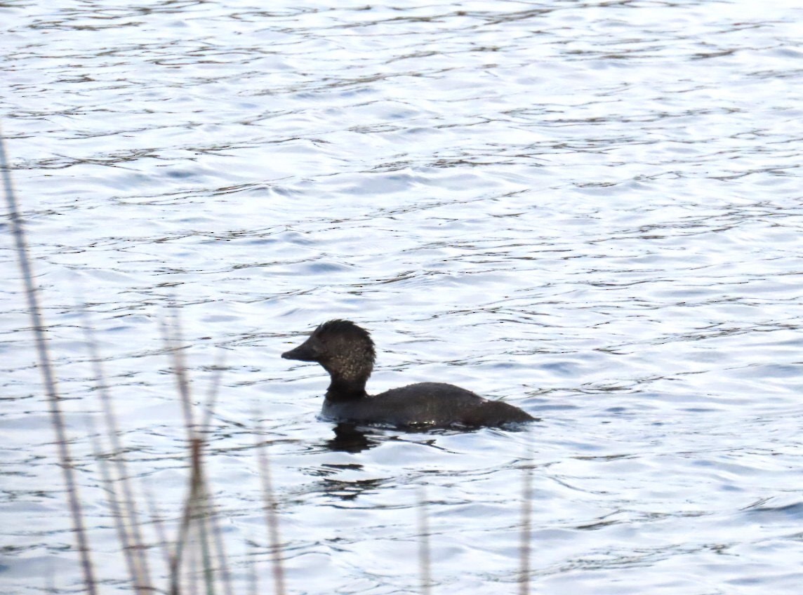 Musk Duck - ML643215821
