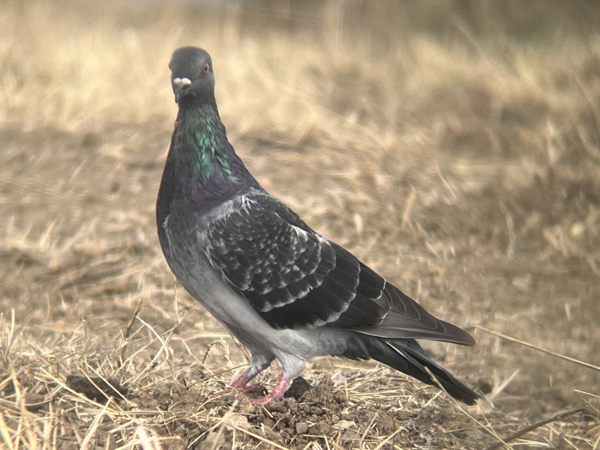 Rock Pigeon (Feral Pigeon) - ML643215830