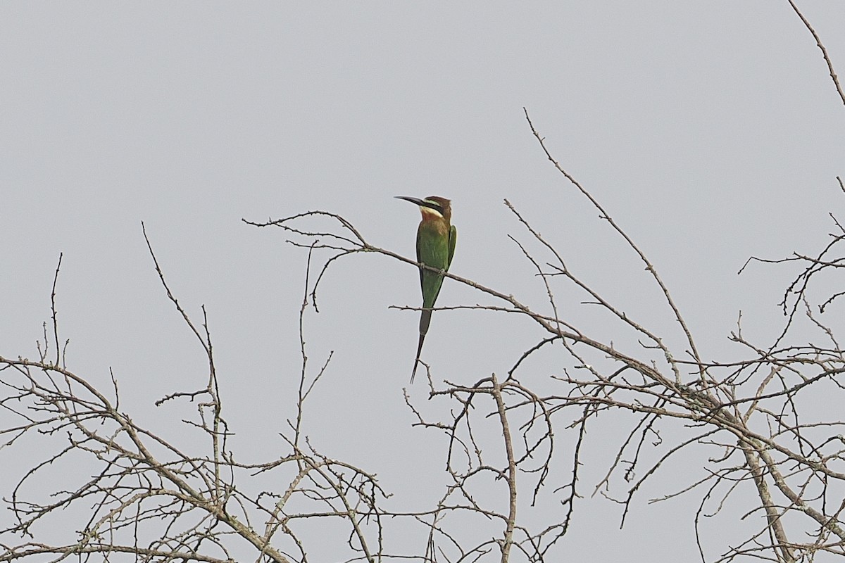 Madagaskar Arıkuşu - ML643215834