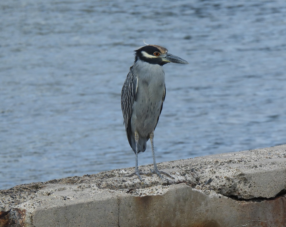 Yellow-crowned Night Heron - ML643215835