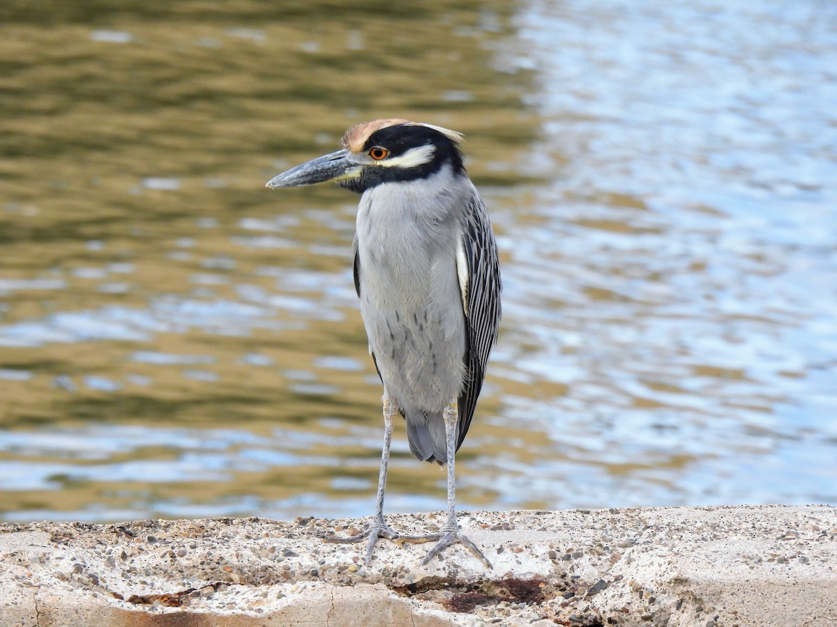 Yellow-crowned Night Heron - ML643215837