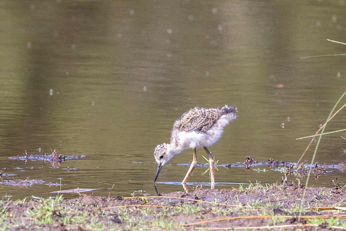 Pied Stilt - ML643215838