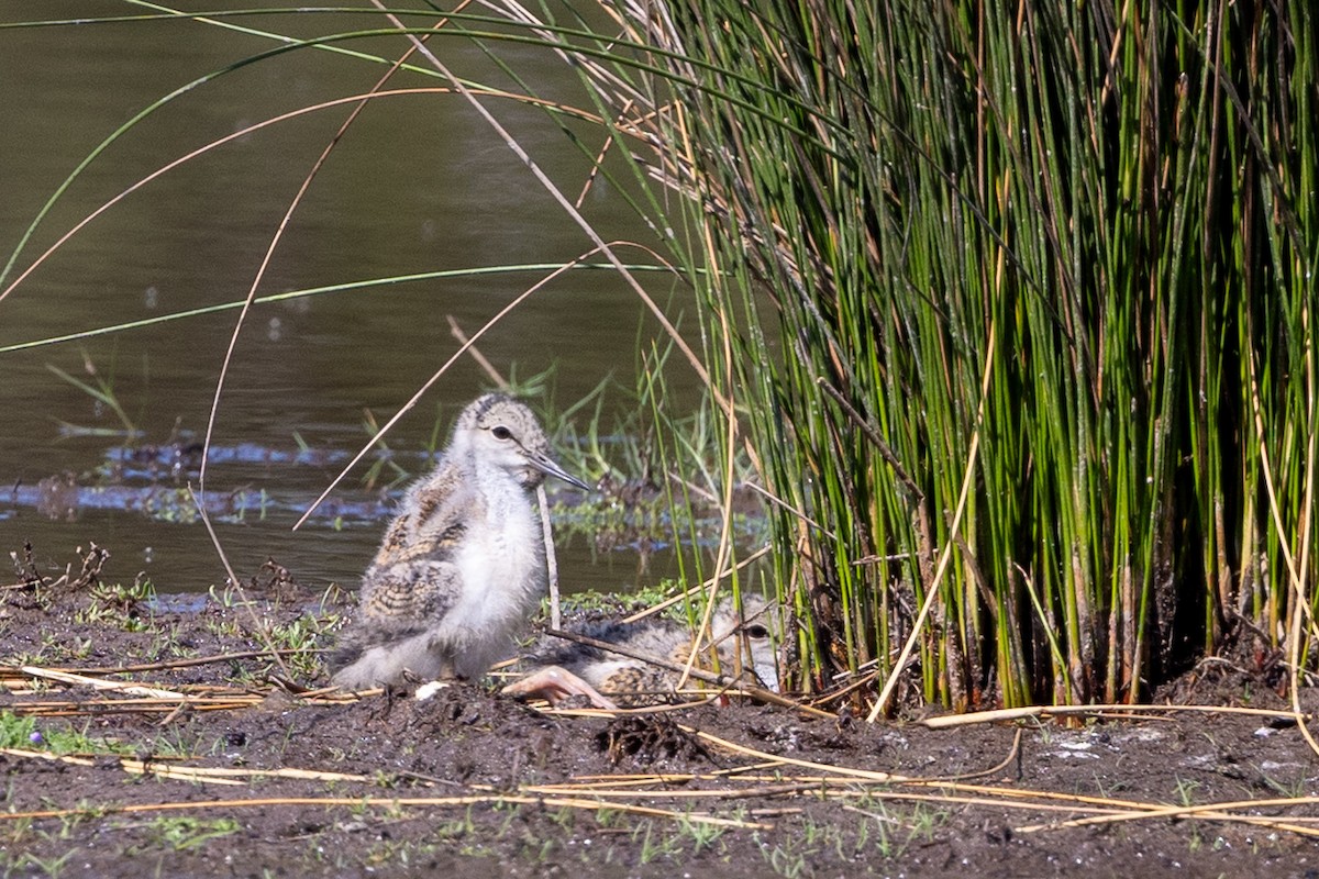 Pied Stilt - ML643215839