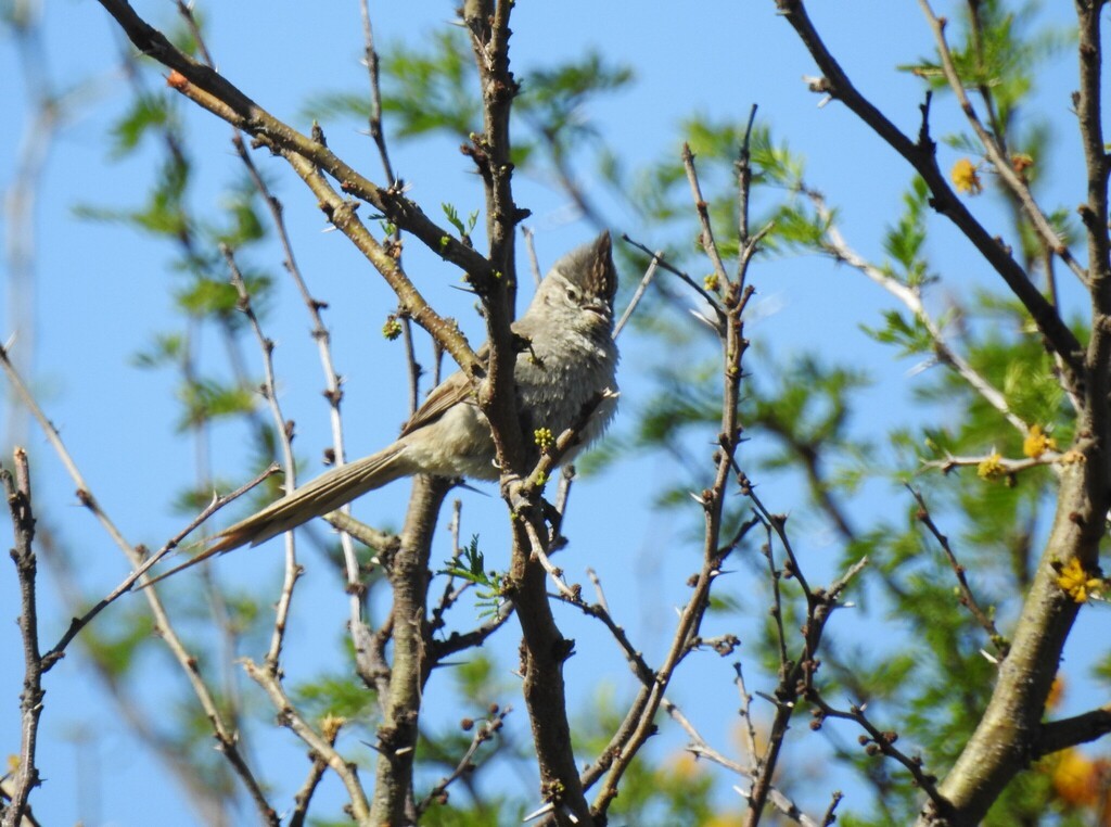 Tufted Tit-Spinetail - ML643215850
