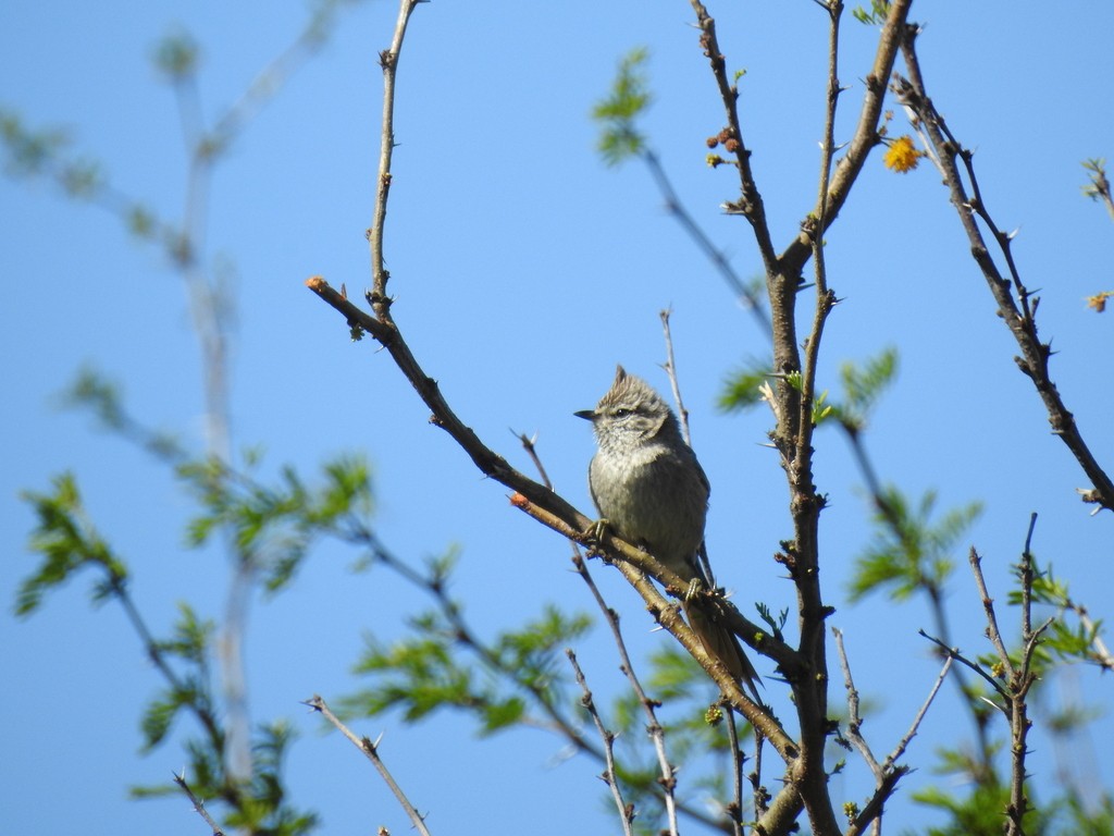 Tufted Tit-Spinetail - ML643215851