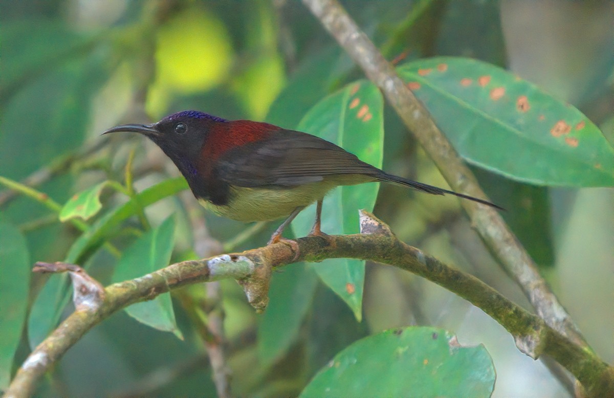 Black-throated Sunbird - ML643215860