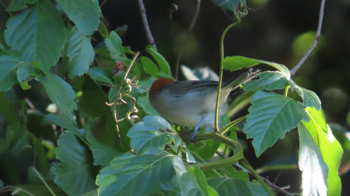 Fulvous-headed Tanager - ML643215862
