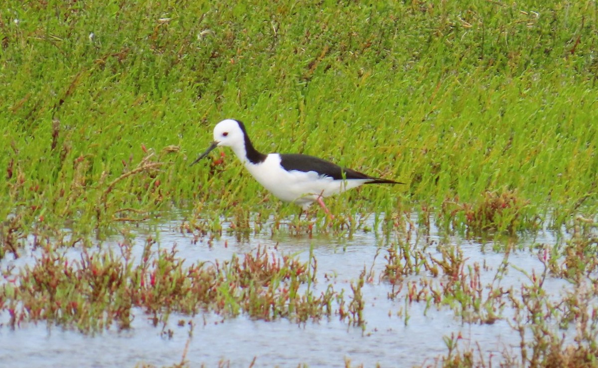 Pied Stilt - ML643215864