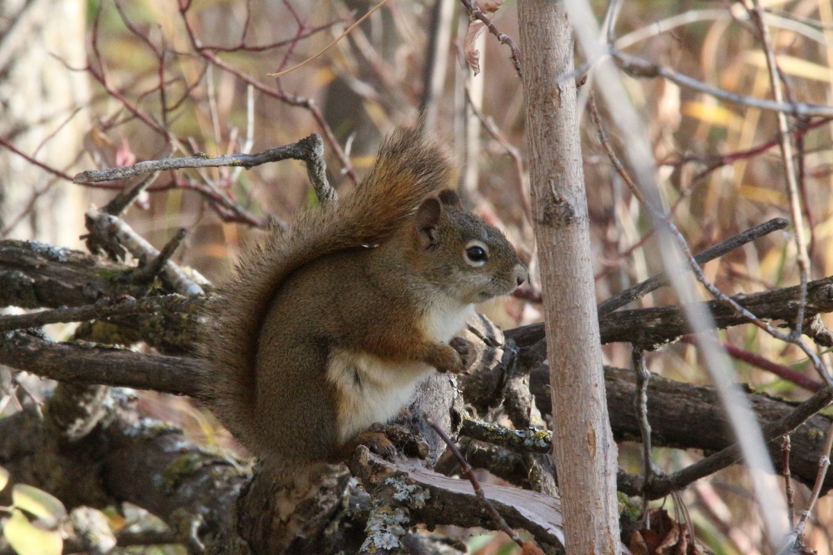 Animals - ML643215919