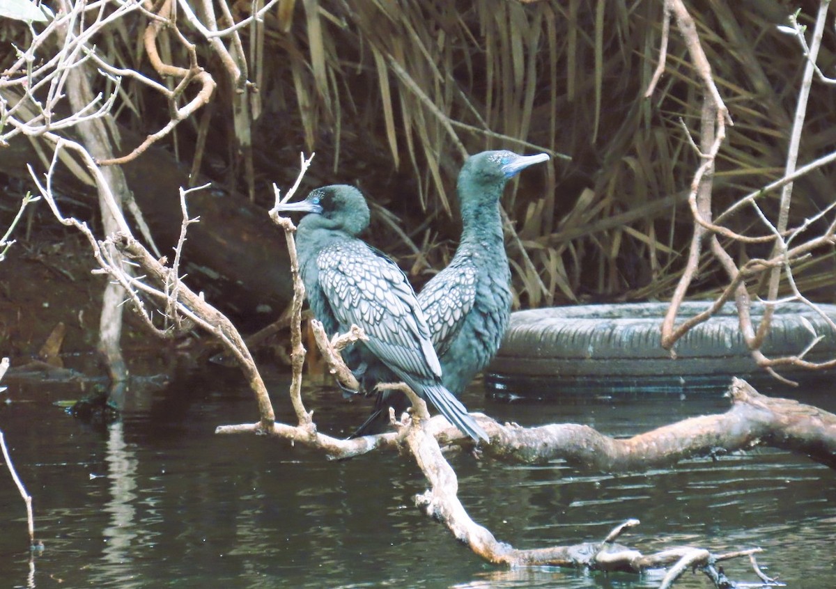 Little Black Cormorant - ML643215940