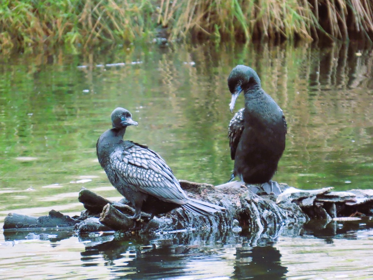 Little Black Cormorant - ML643215941