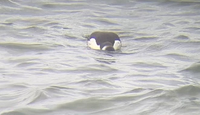 Common Murre - ML643215945