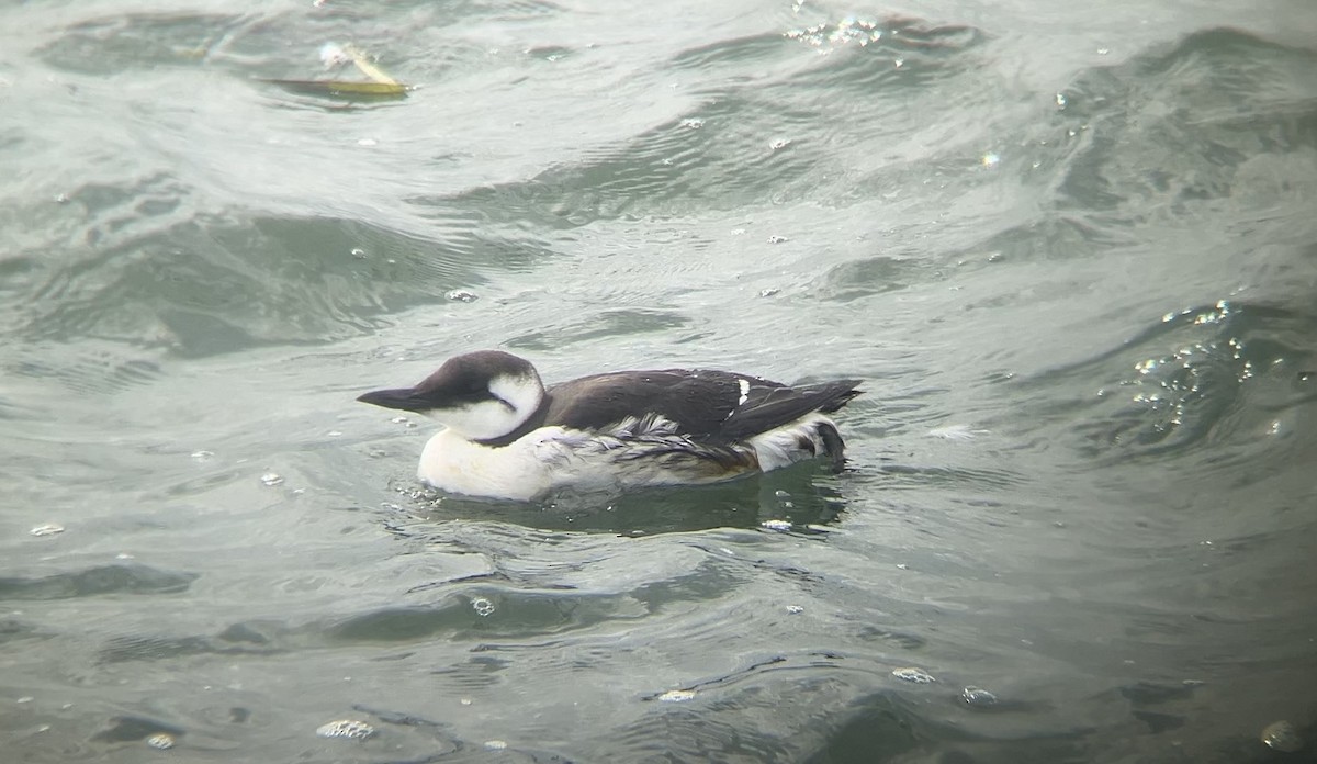 Common Murre - ML643215946