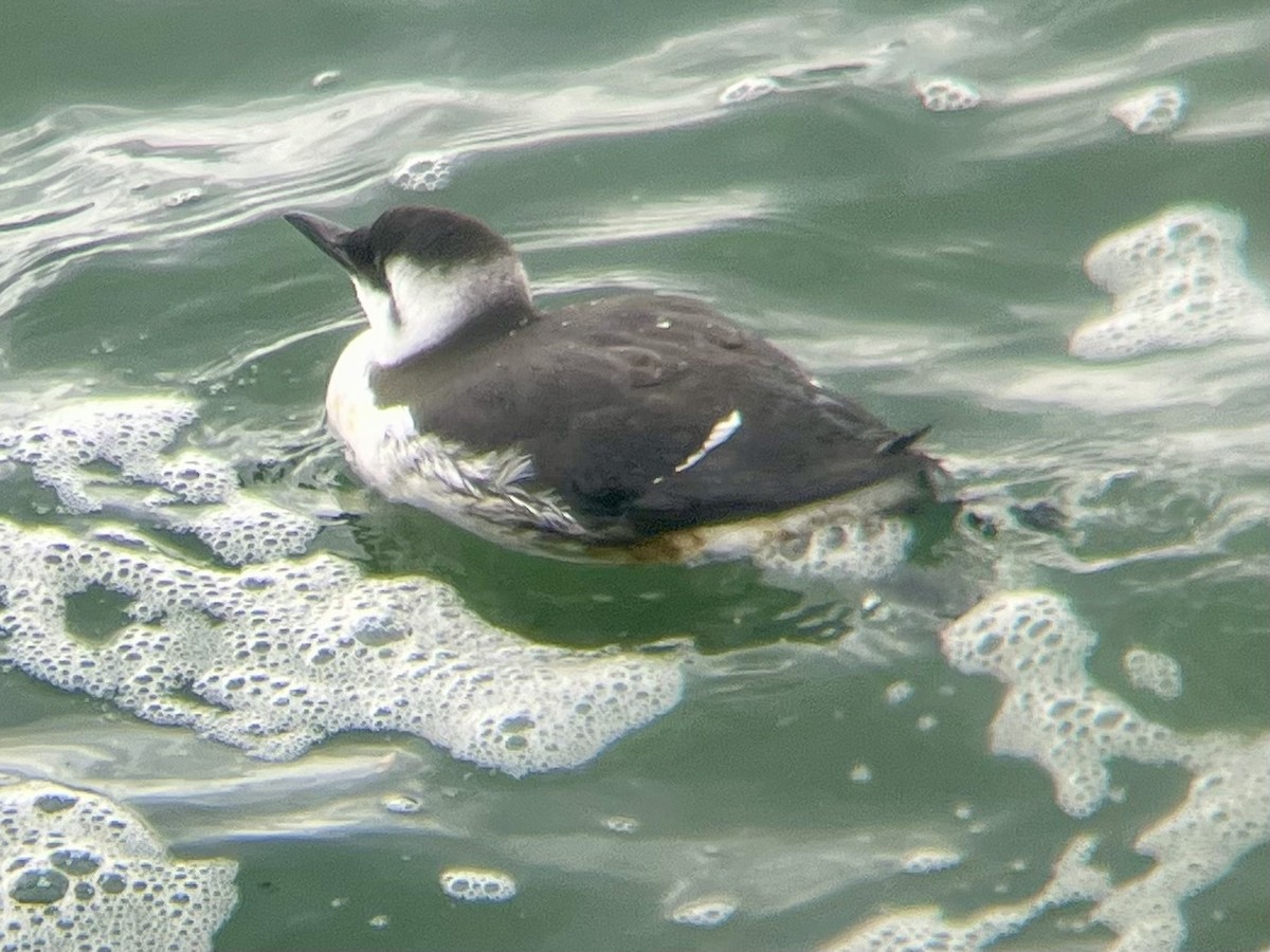 Common Murre - ML643215949